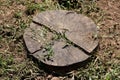 Top view of old cut down tree stump left in local public park surrounded with dry and fresh grass with dry soil Royalty Free Stock Photo