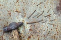 Top view of the old hammer and rusty nails on a rusty metal background. Conceptual photo. Royalty Free Stock Photo