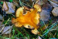 Top view of an old red mushroom in the forest Royalty Free Stock Photo