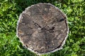 Top view of an old rotten stump of round even shape of brown color in green grass, design background for wallpaper. Dead sawn Royalty Free Stock Photo