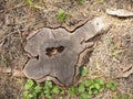 Top view of an old stump of cut tree cracked and rotten core Royalty Free Stock Photo