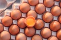 Top view of one Cracked Egg with Yolk on top of fresh brown Chicken Eggs in Carton egg Tray, Raw organic food background Royalty Free Stock Photo