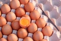 Top view of one Cracked Egg with Yolk on top of fresh brown Chicken Eggs in Carton egg Tray, Raw organic food background Royalty Free Stock Photo