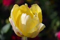 Top view of one delicate vivid yellow tulip in a garden in a sunny spring day, beautiful outdoor floral background photographed wi Royalty Free Stock Photo