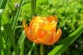 Top view of one delicate vivid yellow tulip in a garden in a sunny spring day, beautiful outdoor floral background photographed wi Royalty Free Stock Photo