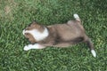 Top view of a one month puppy with splotched fur lying on the grass. A relaxed pup outside Royalty Free Stock Photo