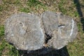 top view one old stump in grass . stump top view, trimmed tree. Tree stump on a meadow. View directly from above, with Royalty Free Stock Photo