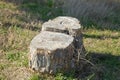 Top view one old stump in grass . stump top view, trimmed tree. Tree stump on a meadow. View directly from above, with visible Royalty Free Stock Photo