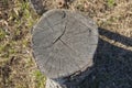 Top view one old stump in grass . stump top view, trimmed tree. Tree stump on a meadow. View directly from above, with visible Royalty Free Stock Photo