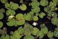 Top view of one single white waterlily among green lily pads in black water Royalty Free Stock Photo