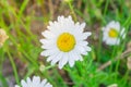 Top view one white daisy with creamy white petals and yellow centers blossom Royalty Free Stock Photo