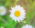 Top view one white daisy with creamy white petals and yellow centers blossom Royalty Free Stock Photo