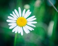 Top view one white daisy with creamy white petals and yellow centers blossom Royalty Free Stock Photo