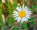 Top view one white daisy with creamy white petals and yellow centers blossom Royalty Free Stock Photo