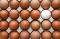 Top view of one white egg surrounded by brown eggs in a carton box, different concept Royalty Free Stock Photo