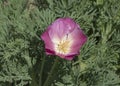 Top View of an Open Magenta California Poppy Cultivar Royalty Free Stock Photo