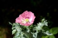 Top view of Opium poppy or Papaver somniferum plant with open mauve flower and green center made of rounded capsule and radiating Royalty Free Stock Photo