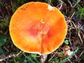 Top View Of The Orange Cap Of The Mushroom Amanita Muscaria