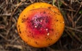 Top view of an Orange and red mushroom with little white spots and drie brown pine trees needles at background