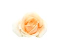 Top view orange rose flower with water drops blooming isolated on white background with clipping path Royalty Free Stock Photo