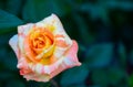 top view of orange and yellow rose flower in garden, valentines and love flower Royalty Free Stock Photo