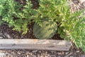 Organic watermelon ready to harvest at backyard garden in America Royalty Free Stock Photo