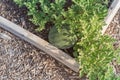 Organic watermelon ready to harvest at backyard garden in America Royalty Free Stock Photo