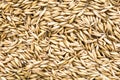 Top view of organic oat grains. Flat lay of oats seeds Royalty Free Stock Photo