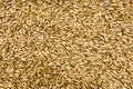 Top view of organic oat grains. Flat lay of oats seeds Royalty Free Stock Photo