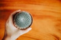 Top view. ornamental plant background closeup hand of woman hold