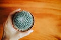 Top view. ornamental plant background closeup hand of woman hold