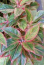 Top view ornamental plants with beautiful leaves that are colorful. Planted in a pot.