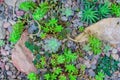 Top view ot succulent plants in botanical garden