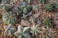 Top view ot succulent plants botnical garden