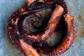 Closeup view over grilled octopus tentacles Royalty Free Stock Photo