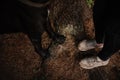 Top view of dirty owner trainers and dog paws outdoors