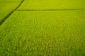 Top view paddy field, Lush green rice beautiful background in CHIANGMAI, THAILAND Royalty Free Stock Photo