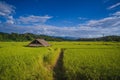 Top view paddy field, Lush green rice and cottage beautiful background in CHIANGMAI Royalty Free Stock Photo