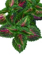 Top view of painted nettle \'Coleus Blumei\' plant with dark pink veins Royalty Free Stock Photo