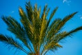 Top view of palm tree on lighblue sky background in International Drive area. Royalty Free Stock Photo