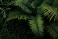 Top view of palm tree and tropical rainforest foliage plant leaves growing in wild, green nature dark background. Royalty Free Stock Photo