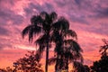 Top view of palm trees on beautiful sunset backgrouund at Seaworld 3