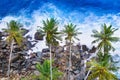 Top view of palm trees and a rocky shore. Sea waves are breaking on the rocks on the beach. Sri Lanka Royalty Free Stock Photo