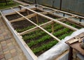 Herbs growing outdoors on seed bed in greenhouse conditions. Protection of growing greenery with film from cold and wind Royalty Free Stock Photo