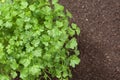 Top view of parsley