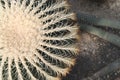 Top view of part of `Echinocactus Grusonii` Golden Barrel Ball or `Mother In Law Cushion` cactus Royalty Free Stock Photo