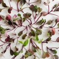 Top view at pattern from fresh organic microgreens. Superfood concept