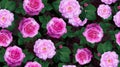 Top view pattern of pink rose flowers Royalty Free Stock Photo