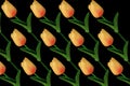 Top view, Pattern set orange tulips flower blossom isolated on black background for design or stock photo, illustration, tropical Royalty Free Stock Photo