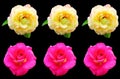 Top view, pattern set pink and pure orange roses flower blossom bloom isolated on black background for stock photo, The beauty of Royalty Free Stock Photo